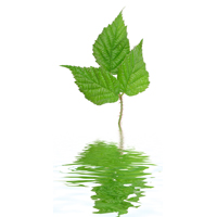 urzica_sursa_shutterstock