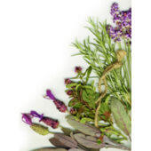 2009_body_care_ulei_esential