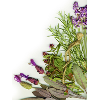 2009_body_care_ulei_esential