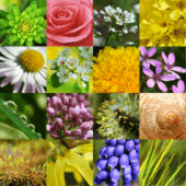beneficiile_florilor