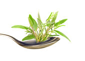 shutterstock_75792253