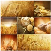 shutterstock_58232494