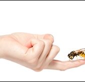 shutterstock_61704652