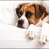 shutterstock_62780872
