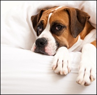shutterstock_62780872