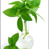 shutterstock 28665031 - menta