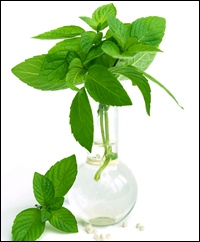 shutterstock 28665031 - menta