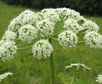 planta angelica poza planta Angelica