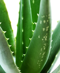 beneficii aloe vera poza beneficii aloe vera