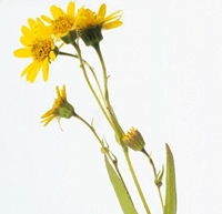 proprietati arnica poza proprietati arnica
