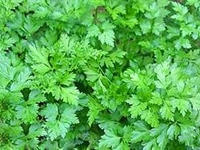 asmatuiul. anthriscus-cerefolium poza asmatuiul. anthriscus-cerefolium