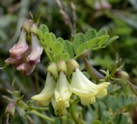 Astragalusul