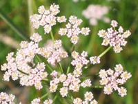 floare de chimen chimen floare