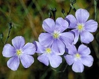 inul - remedii naturiste inul