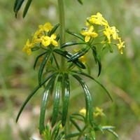 poza Dragaica Galium verum