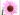 poza echinacea