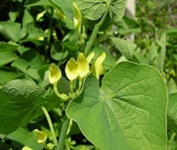 marul-lupului-planta-recomandata-