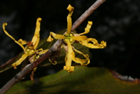 Hamamelis