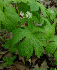 Hydrastis