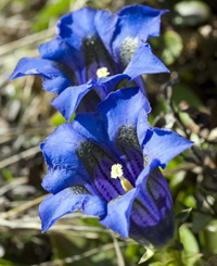 gentiana