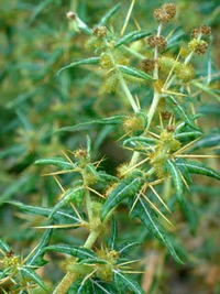 ghimpele - calitati medicinale ghimpe