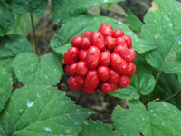 beneficii ginseng ginseng