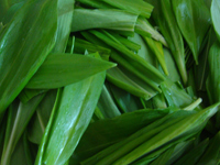 leurda