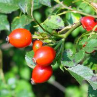 macesul - beneficii nutrititve maces