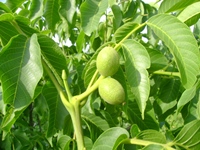 beneficii nuc nucul