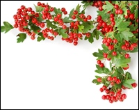 shutterstock 1775842 - paducel