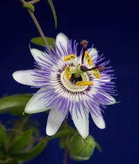 shutterstock 19933681 - pasiflora