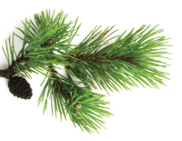 Pin