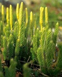 pedicuta