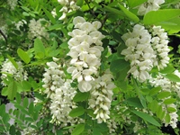 salcamul