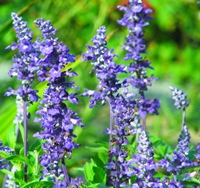 salvia