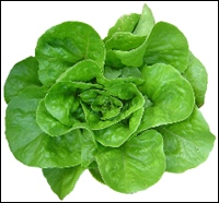 salata-verde