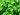 stevia2