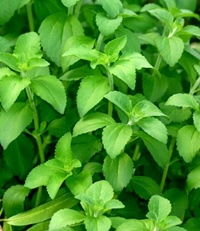 stevia2