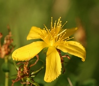 sunatoarea