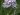 valeriana1