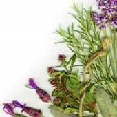 lavanda
