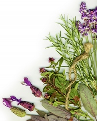 lavanda