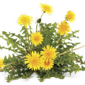 Plante medicinale pentru ficat