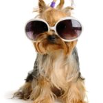 5 lectii pe care le putem invata de la animale
