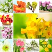 Florile de primavara fac miracole asupra sanatatii
