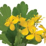 Tratamente naturiste pentru scaderea colesterolului