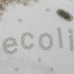 Boli pe care le poti lua din calatorii