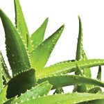 Aloe vera: 5 intrebuintari mai putin cunoscute in frumusete
