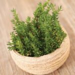 3 plante potrivite cu spiritul Craciunului