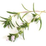 3 plante potrivite cu spiritul Craciunului